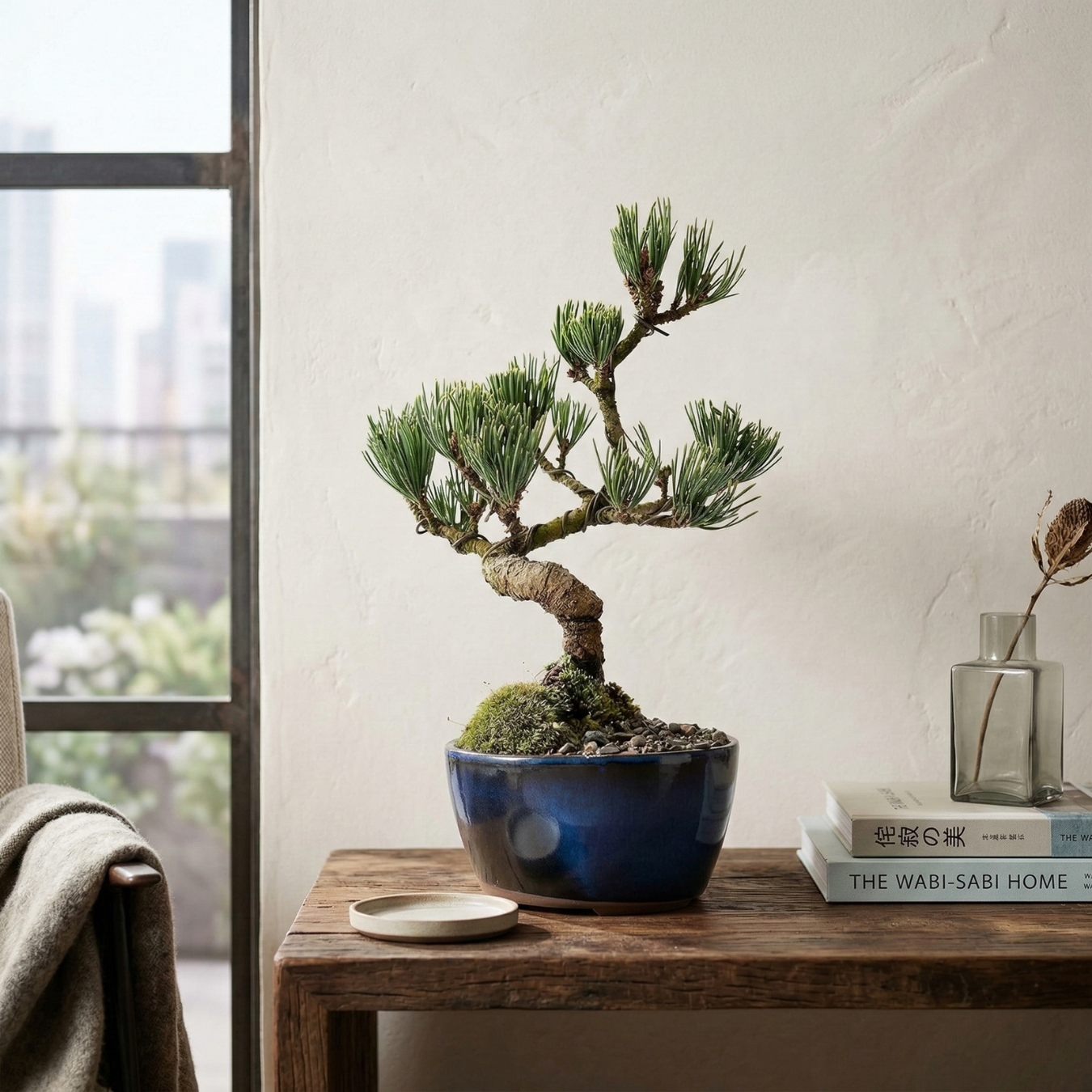 Mini Japanese White Pine Bonsai in Banko Pot